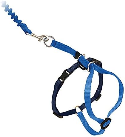 Harness and Bungee Leash, Medium, Royal Blue