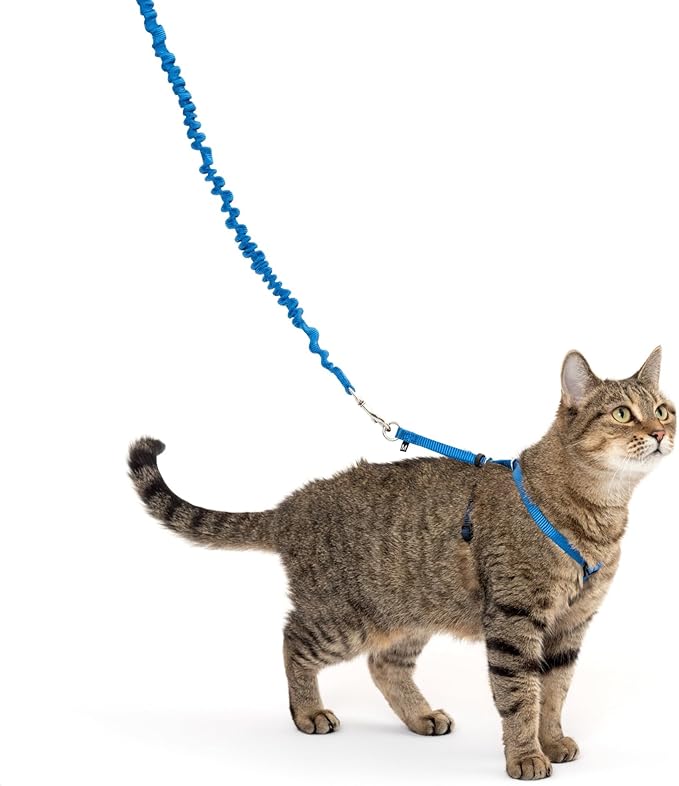 Harness and Bungee Leash, Medium, Royal Blue