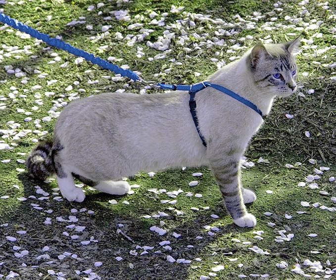 Harness and Bungee Leash, Medium, Royal Blue